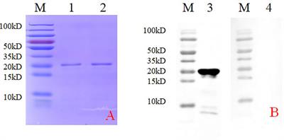 Identificationof a novel linear epitope on the porcine reproductive and respiratory syndrome virus nucleocapsid protein, as recognized by a specific monoclonal antibody